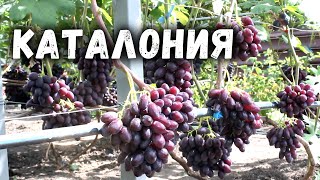 Виноград Каталония Описание Сорта Фото Отзывы