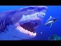 NEW GREAT WHITE SHARK LEVEL 200 - Feed and Grow Fish - Part 32 | Pungence