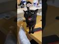 「なでなでして〜っ」と鳴く猫が最後、我慢できず驚きの行動に…