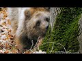 Медведь кавказский - Алтыагаджский национальный парк | Film Studio Aves