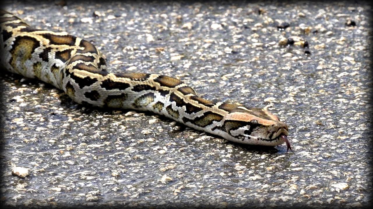 Python crossing Road 01 - YouTube