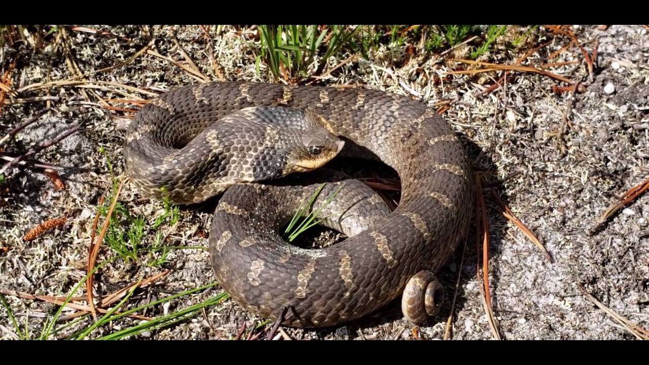 eastern hognose snake texas Eastern Hognose and King Snake in New Jersey Pine Barrens!!!!