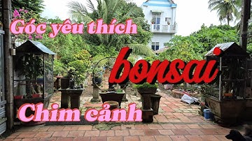 Góc yêu thích vườn nhà Khu bonsai 1 || châu ngọc vlog & bonsai 