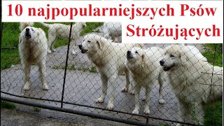 10 najpopularniejszych Psów Stróżujących