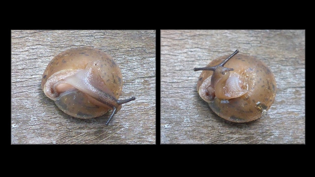 Stenotrema spinosum (I. Lea, 1830) Carinate Slitmouth Snail Rights Itself
