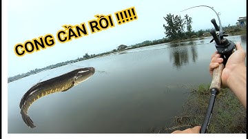 CÁ LÓC CUỐI MÙA VÀ PHA CHỐNG MÓM THÀNH CÔNG | Lure cá lóc tự nhiên