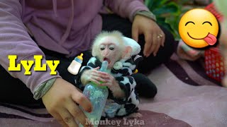 Baby monkey LyLy wants to breastfeed but his mother does not want to