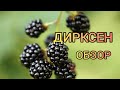 Дирксен удивил ягодой в этом году. Обзор сорта.