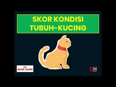 Video: Skor Kondisi Tubuh Untuk Kucing