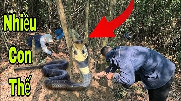 Không Ngờ Dưới Gốc Cây Lại Có Thứ Này...