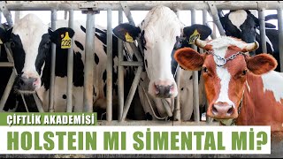 Holstein Mı Simental Mi? Hangi İnek Irkı Daha Verimli? | Çiftçi Akademisi