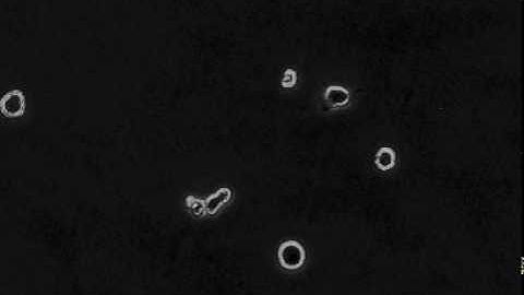 Microglia cell migration