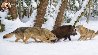 Download Lagu Los ataques de lobos más increíbles jamás registrados en la Tierra | Mundo Animal MP3 Download Lagu Los ataques de lobos más increíbles jamás registrados en la Tierra | Mundo Animal MP3