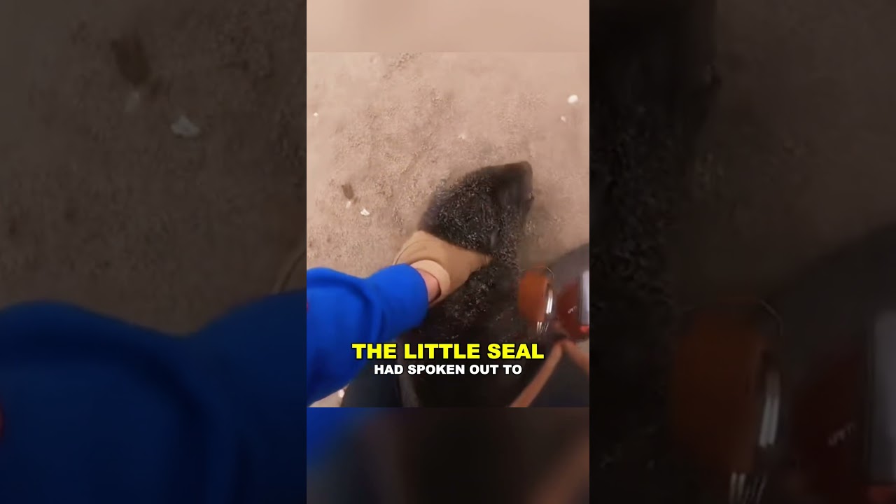 A seal plea, a man determination, a successful rescue. 