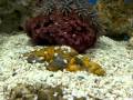 福山大学　内海生物資源研究所　水族館 の動画、YouTube動画。