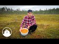 700€ in two days picking wild berries in Finland