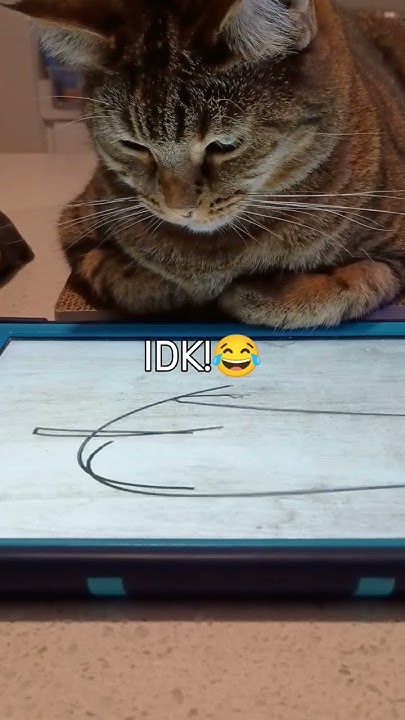 cat-funny-ipad-conversation-shorts-funny-cat-cutecat-catgamer