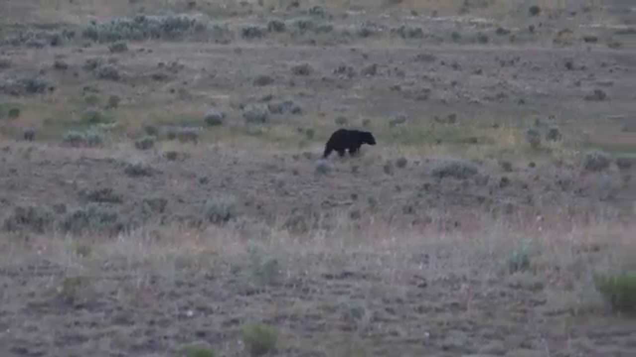 sony xperia xa1 ultra Black bear in the evening - Yellowstone