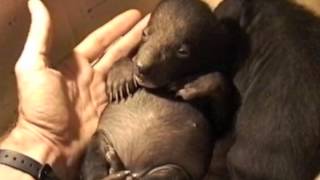 Sun Bear Cubs