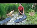 survival in the rainforest- found two big cat fish for cook with banana flower -Eating delicious HD