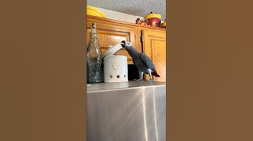 Apollo Fumbling with Physics