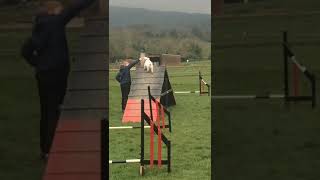 Holly Westie Agility Training part 1