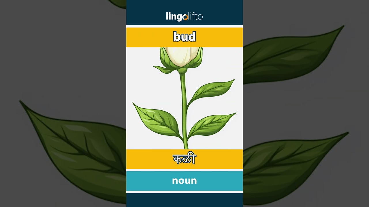 🇬🇧🇮🇳 bud - कळी : learn English : चला इंग्रजी शिकूया : vocabulary builder