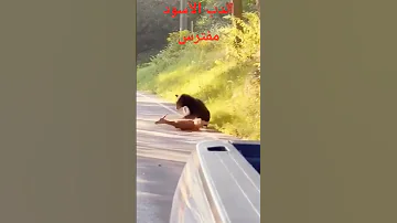 مغامرة لحظة مثيرة دب أسود يفترس غزال ا في غابة مواقف مذهلة 