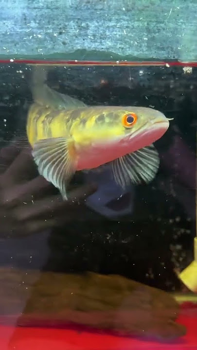 https://vt.tiktok.com/ZSSLAQcfT/ #cabaymau #guppy #aquarium #channa #caloc #caloccanh #calocvayrong