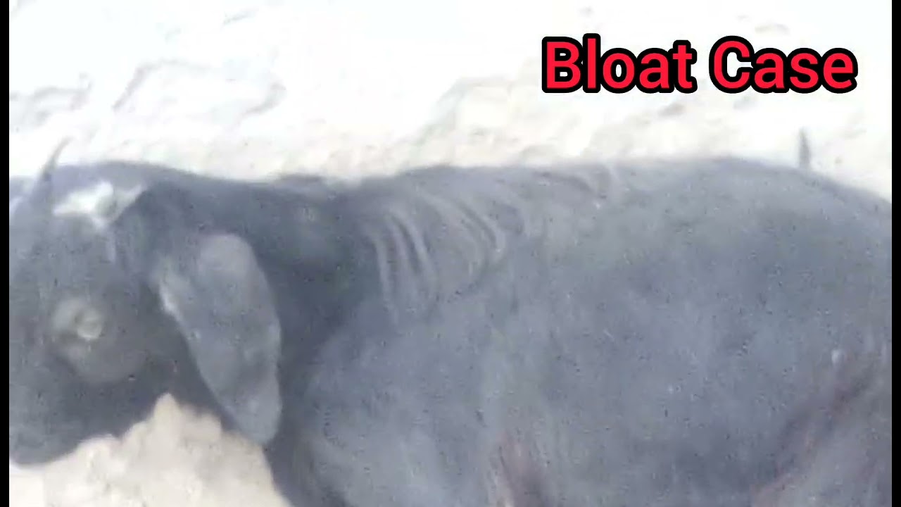 Bloat In Goat Bloat In Cattle Tympany In Animal How To Treat Bloat In Goat Bloat In Cattle Tympany In Animal How To Treat