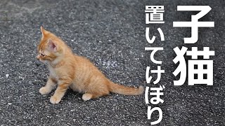 子猫が置いて行かれた!最後には…