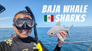 WE SWIM WITH BAJA WHALE SHARKS | La Paz VIP Tours Mexico