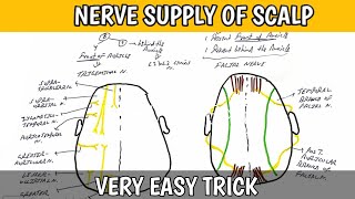 Nerve Supply Of Scalp