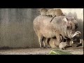 Warthog and banded Mongoose at Chester zoo
