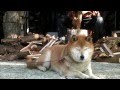 柴犬ジロー　老いじたく　Shiba Inu