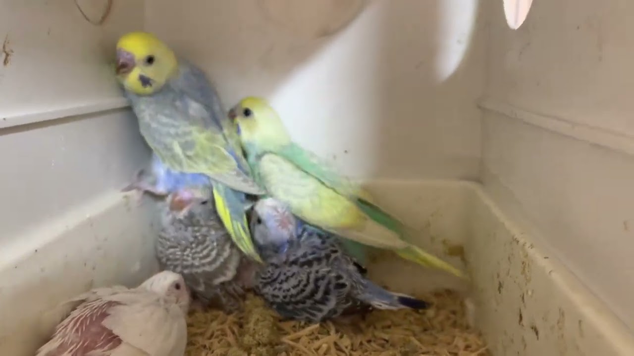 Muhabbet Kuşu Yuvalık Açılışı- İlk Rainbow- 300123-370