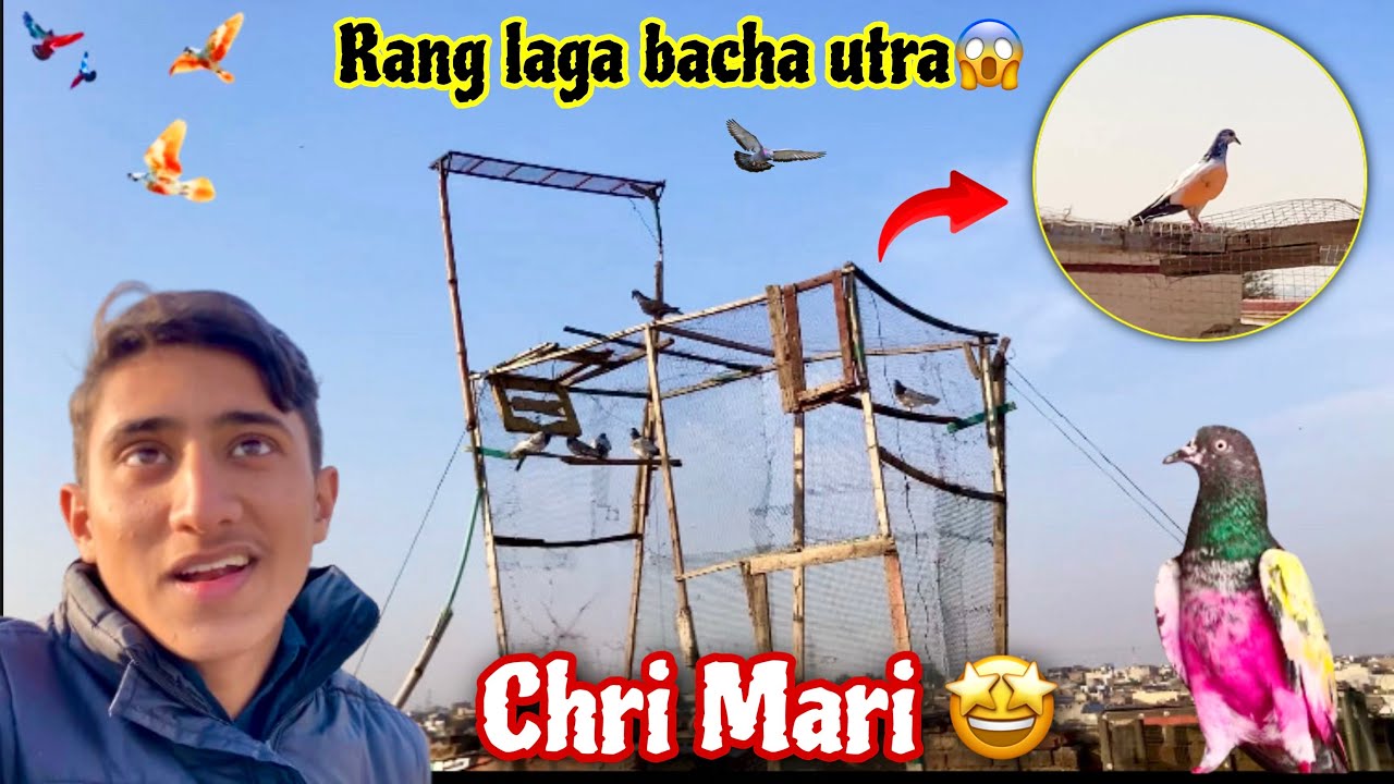 Aj Phir 2_Shikar Chat Par Utre 😃 