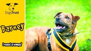 Barney is a Lively Boy Bursting with Energy! | Dogs Trust Merseyside