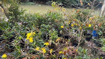 KỈ NIỆM RƯỚC ÔNG BÀ 29 TẾT 2023