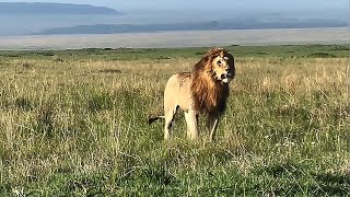 Large Nzuri Topi Male Lion Looking For His Brothers Masaimara 6 January 2026