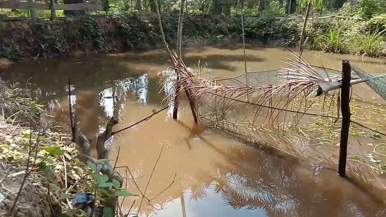 Belajar ternak budidaya ikan nila YouTube