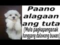 Paano alagaan ang tuta  (How to Take care of Puppies from 0  to 2 months of age) Quick tutorial