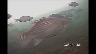 Огого, РЕДКИЕ КАДРЫ сколько карася подо льдом, первый раз такое вижу!!!