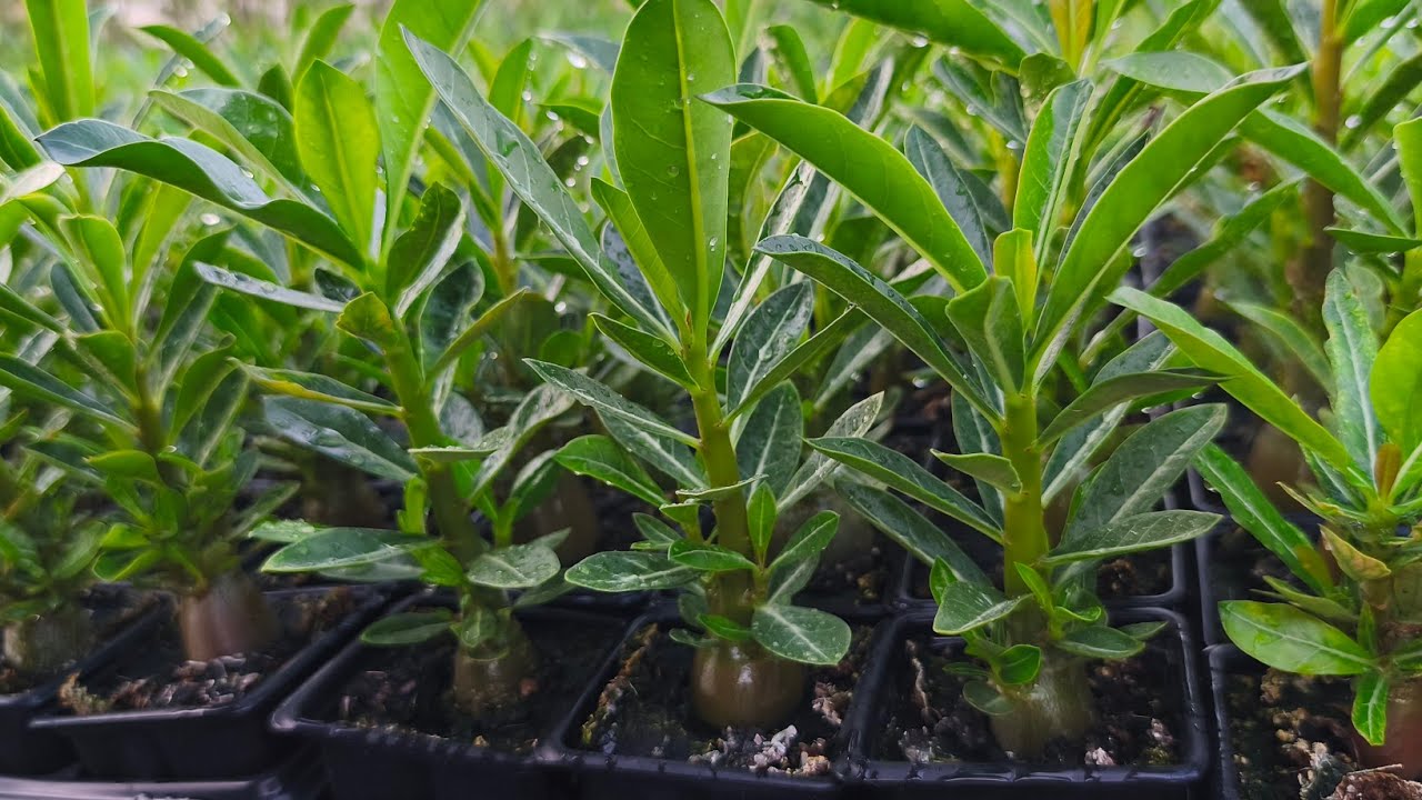 QUAL ADUBO ESTOU USANDO NAS MUDINHAS DE ROSA DO DESERTO 🥰😃