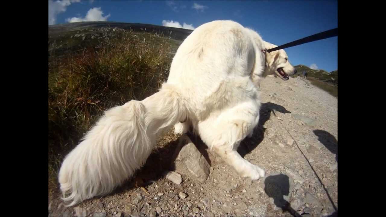 Dog Pooping YouTube