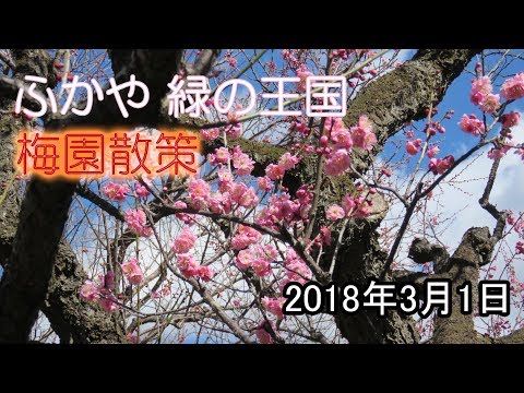 ふかや緑の王国（埼玉県深谷市）、梅園散策。2018.3.1