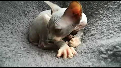 Watch the video about My Sphynx cat and kitten