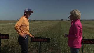 Lahoma Field Day 2024: Wheat Variety Development