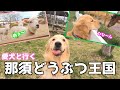 ゴールデンレトリバーとといろんな動物見て癒されてきました。「那須どうぶつ王国」那須旅#3