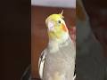 so cute and adorable✨#cockatiel #bonding #viral #shorts
